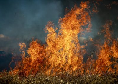 Tame the Flame: 7 Ways to Protect Your Property from Wildfires